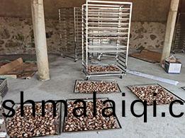 河(he)北蘑菇烘榦(gan)房(fang)工作(zuo)現場